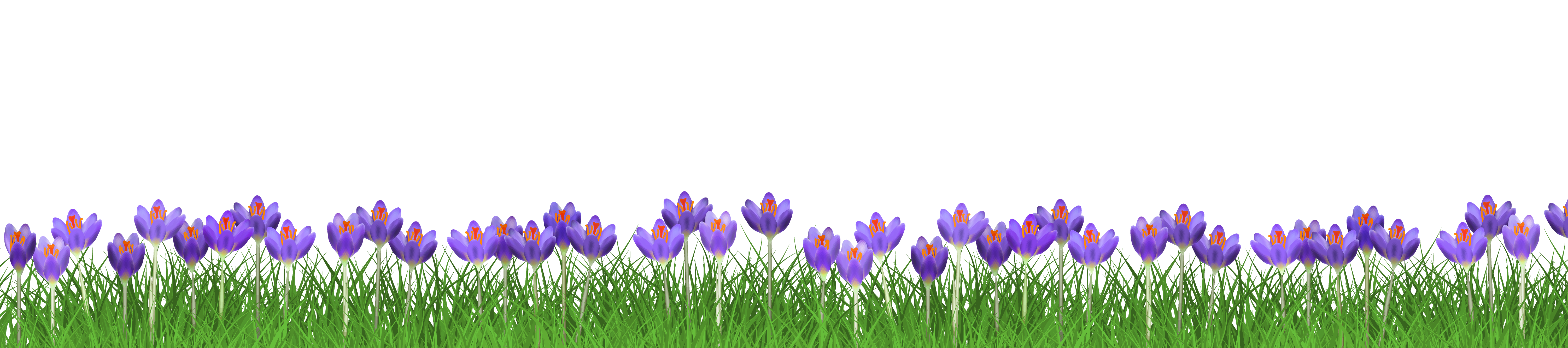 Crocus-Divider-XL